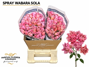 Rosa Spr 50cm