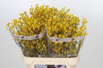 Anigoz Imani Yellow 80cm