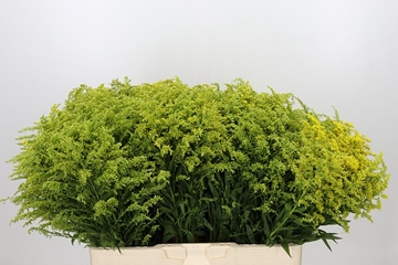Solidago Tara Gold 60cm 15gram