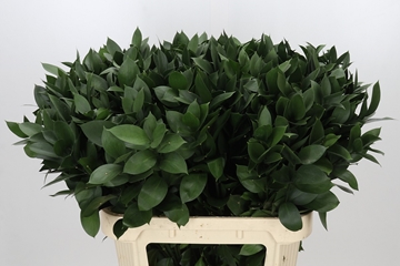 Ruscus Hypophyllum 80cm