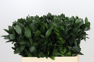 Ruscus Hypophyllum 50cm