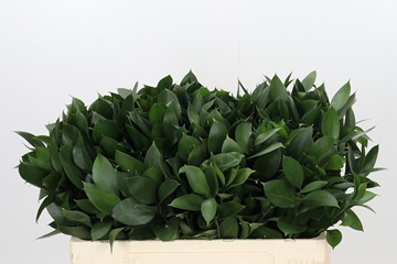 Ruscus Hypophyllum 50cm