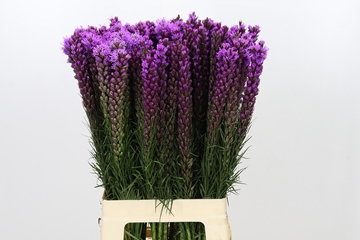 Liatris S Callilepis 70cm