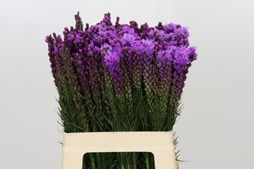 Liatris S Callilepis 60cm