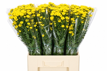 Chrysant Santini Calim Ylw 200gram
