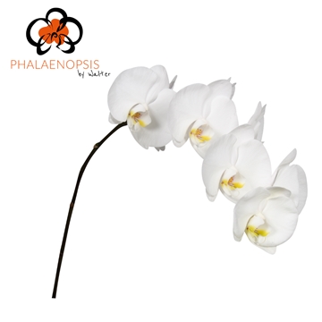 Phalaenopsis Sensation White 65cm 8/10bl