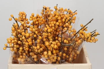 Ilex Golden Verboom 35cm