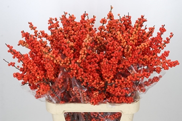 Ilex Oudijks Orange 90cm