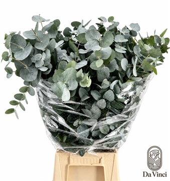 Eucalyptus Cinerea 70cm 300gram