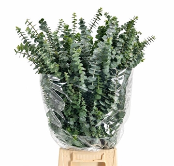 Eucalyptus Bnch Baby Blue 70cm 200gram