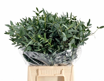 Eucalyptus Parvifolia 50cm 150gram