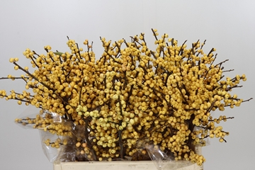 Ilex Citronella 60cm