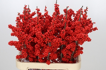 Ilex Brit Buys 90cm