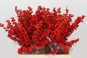 Ilex Verticlilata 40cm