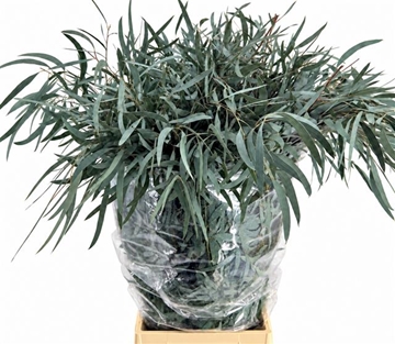Eucalyptus Leaves Bnch 60cm 300gram