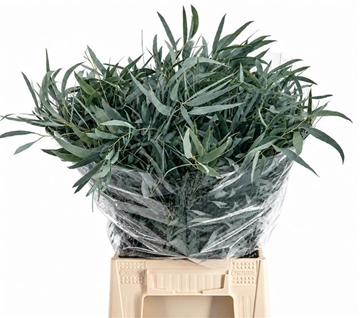 Eucalyptus Leaves Bnch 50cm 150gram