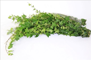 Hedera Vines Green 120cm