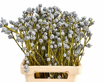 Eucalyptus Bnch Globulus 60cm 250gram