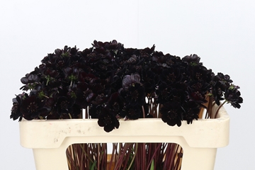 Cosmos Black Beauty 50cm