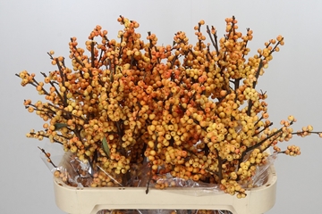 Ilex Gresgold 80cm