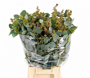 Eucalyptus Populus Bunch 60cm 400gram