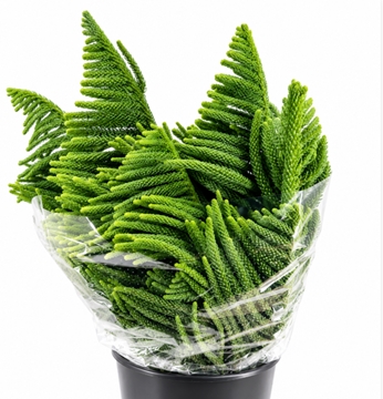 Araucaria Arauc Deco 60cm