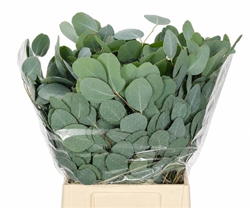 Eucalyptus Populus Flowering 50cm 150gram