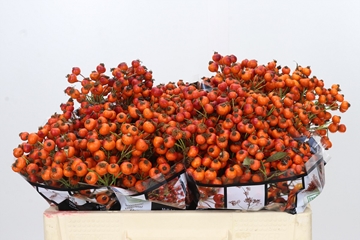 Rosa Hiphop Sunset 50cm