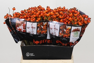 Rosa Hiphop Sunset 45cm