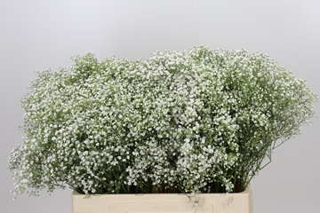 Gypsophila Discovery 60cm 15gram