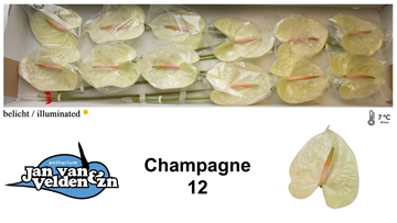 Anthurium Champagne 13Ø