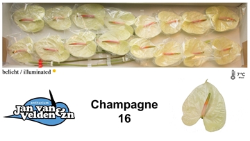 Anthurium Champagne 11Ø