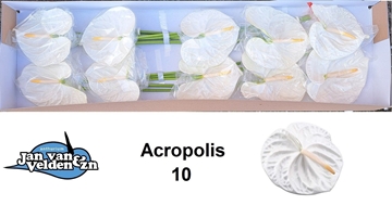 Anthurium Acropolis 15Ø