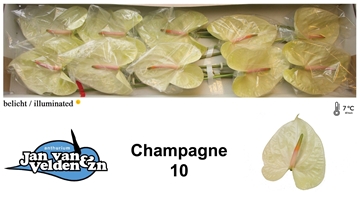 Anthurium Champagne 15Ø