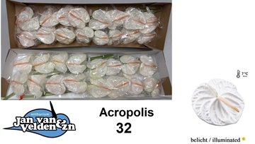 Anthurium Acropolis 11Ø