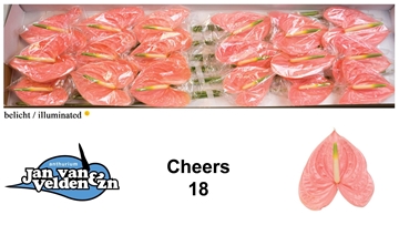 Anthurium Cheers 13Ø