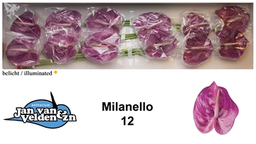 Anthurium Milanello 13Ø