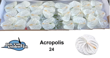 Anthurium Acropolis 11Ø
