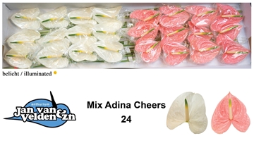 Anthurium 2 Color Mix