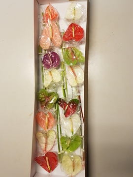 Anthurium Mixed 11Ø