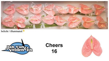 Anthurium Cheers 11Ø