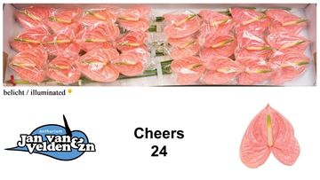Anthurium Cheers 11Ø