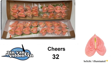Anthurium Cheers 11Ø