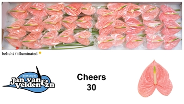 Anthurium Cheers 9Ø