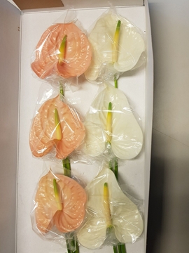 Anthurium Mixed 13Ø