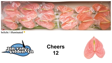 Anthurium Cheers 13Ø