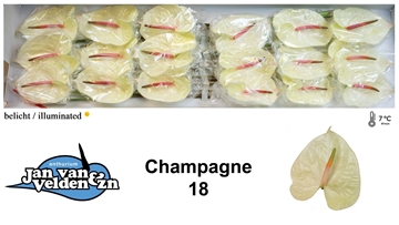 Anthurium Champagne 13Ø