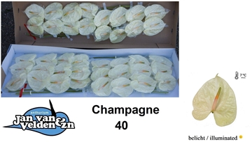 Anthurium Champagne 11Ø