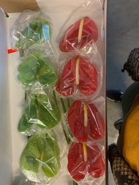 Anthurium Mixed 11Ø