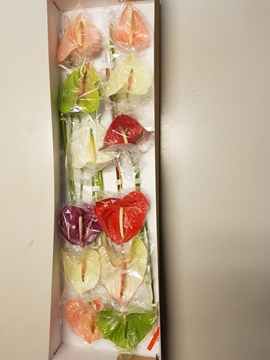 Anthurium Mixed 15Ø